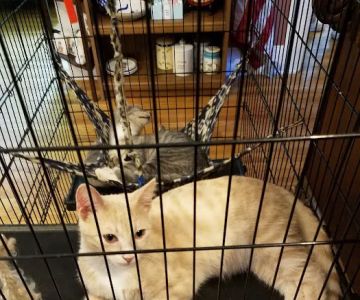Cat Care Hospital, Inc.