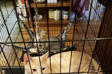 Cat Care Hospital, Inc.