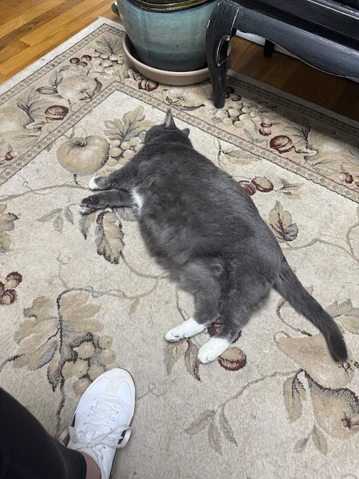 Cat Care Hospital, Inc. 12