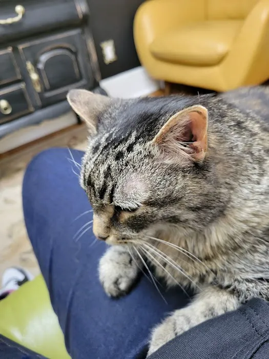 The Cat Doctor, Cat Clinic and Hospital 1