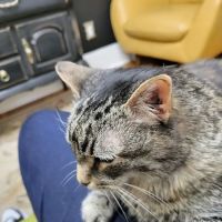The Cat Doctor, Cat Clinic and Hospital ico