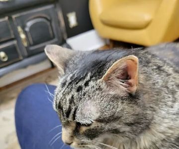 The Cat Doctor, Cat Clinic and Hospital