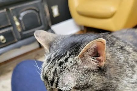 The Cat Doctor, Cat Clinic and Hospital