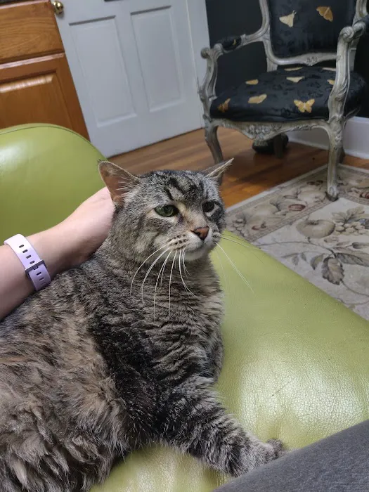 The Cat Doctor, Cat Clinic and Hospital 8