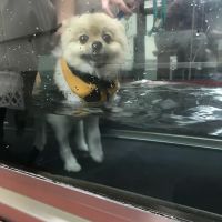 BluePearl Pet Rehab + Fitness ico