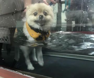 BluePearl Pet Rehab + Fitness