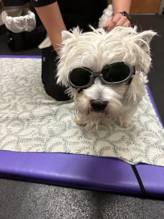 BluePearl Pet Rehab + Fitness 5