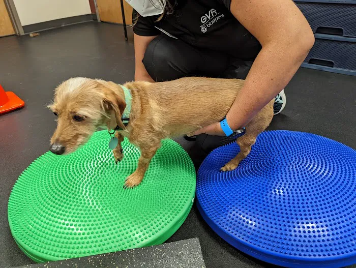 BluePearl Pet Rehab + Fitness 4