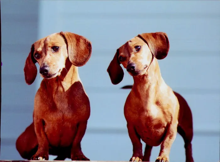 Brookstone Animal Hospital 8