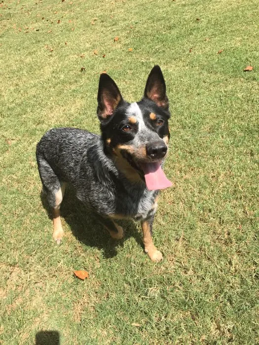 Kennesaw Pet Center 4