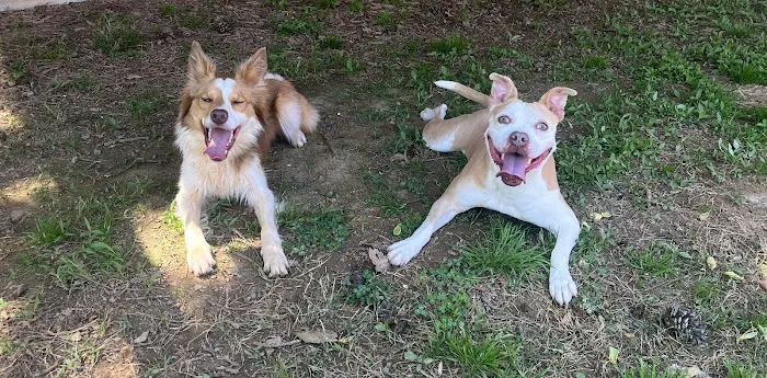Kennesaw Pet Center 10