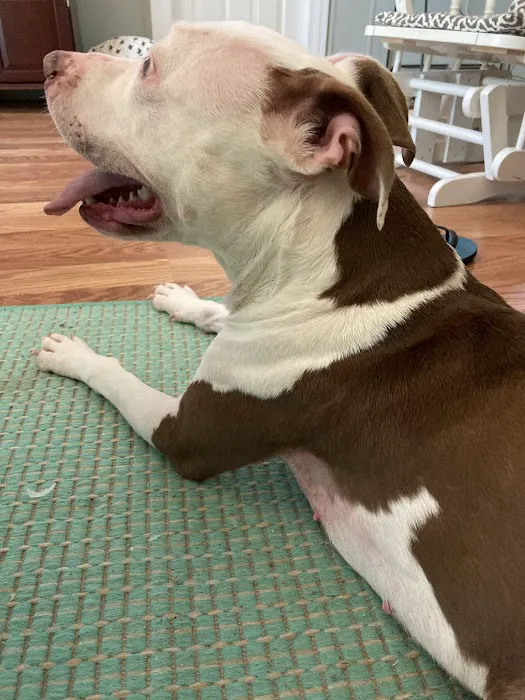 North Cobb Animal Hospital 12