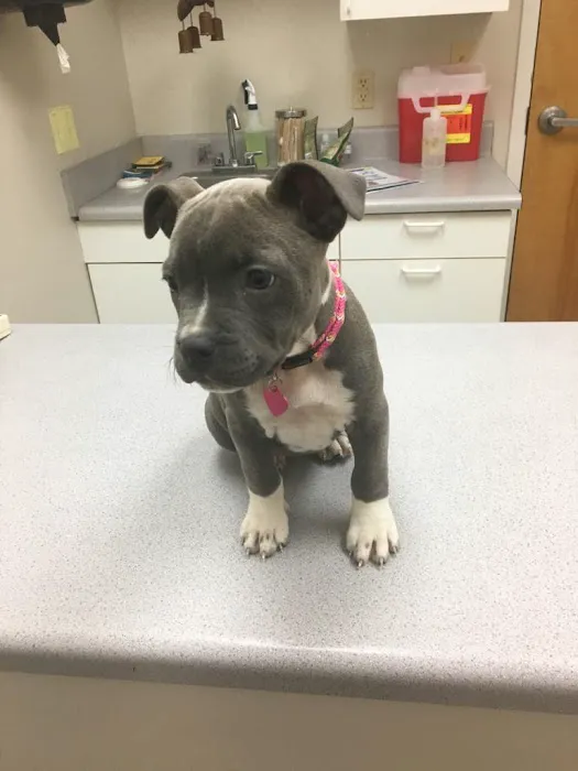 North Cobb Animal Hospital 12