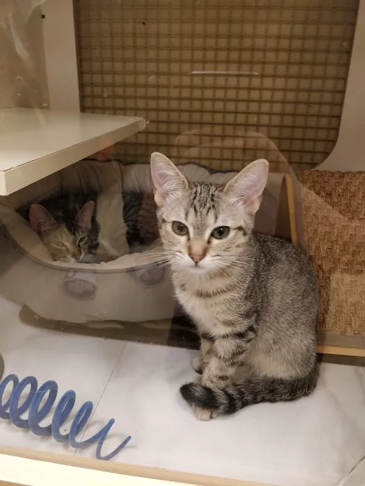 Vetco Vaccination Clinic 1