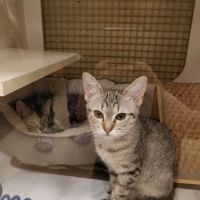 Vetco Vaccination Clinic ico