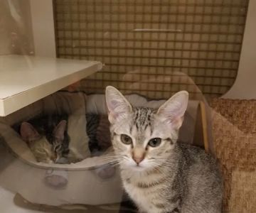 Vetco Vaccination Clinic