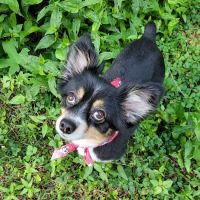 Veterinary Referral Surgical ico