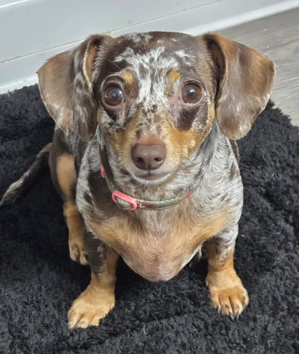 Vetco Total Care Animal Hospital 6