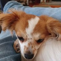My Pet's Vet Kennesaw ico