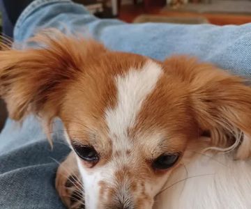 My Pet's Vet Kennesaw