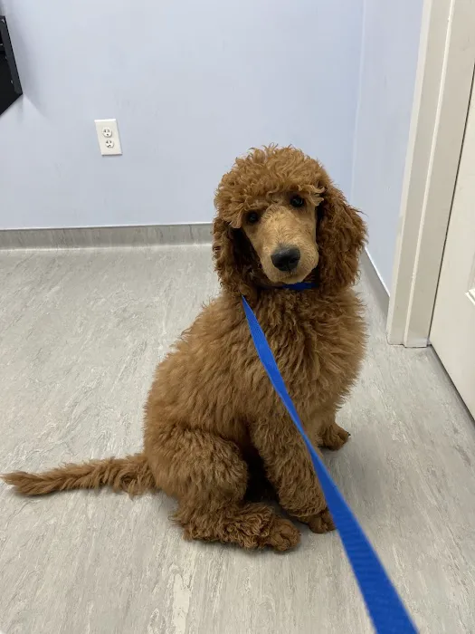 My Pet's Vet Kennesaw 12