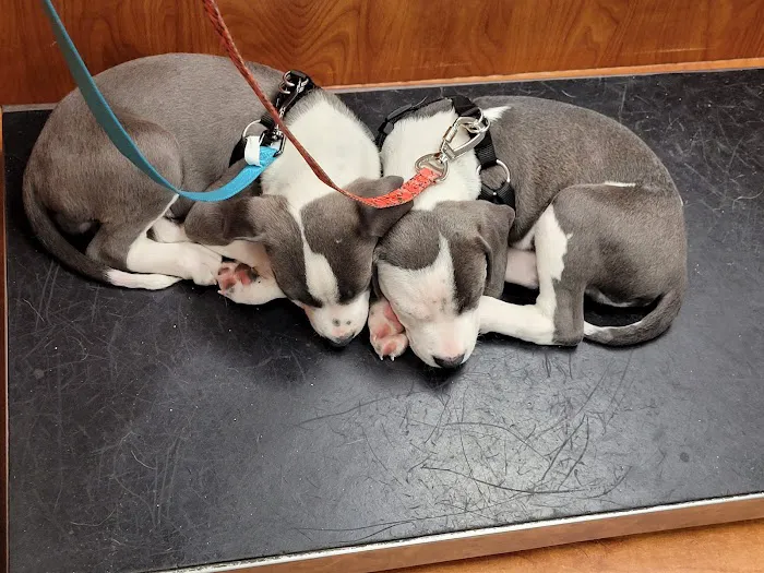 Banfield Pet Hospital 12