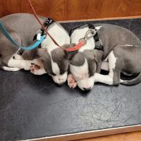 Banfield Pet Hospital ico