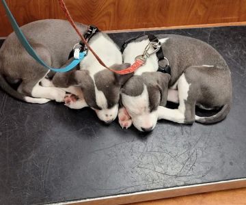 Banfield Pet Hospital