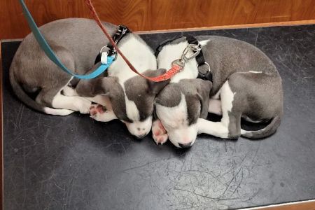 Banfield Pet Hospital