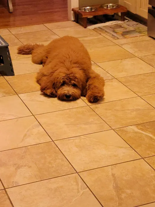 Banfield Pet Hospital 12