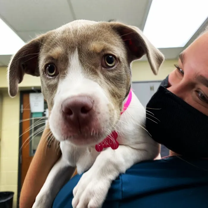 Shiloh Veterinary Hospital 12