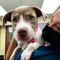 Shiloh Veterinary Hospital ico