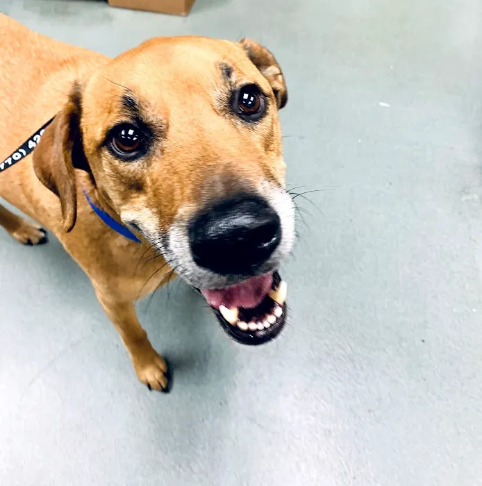 Shiloh Veterinary Hospital 12