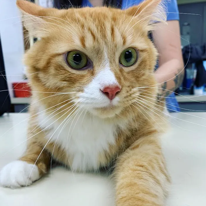 Shiloh Veterinary Hospital 12