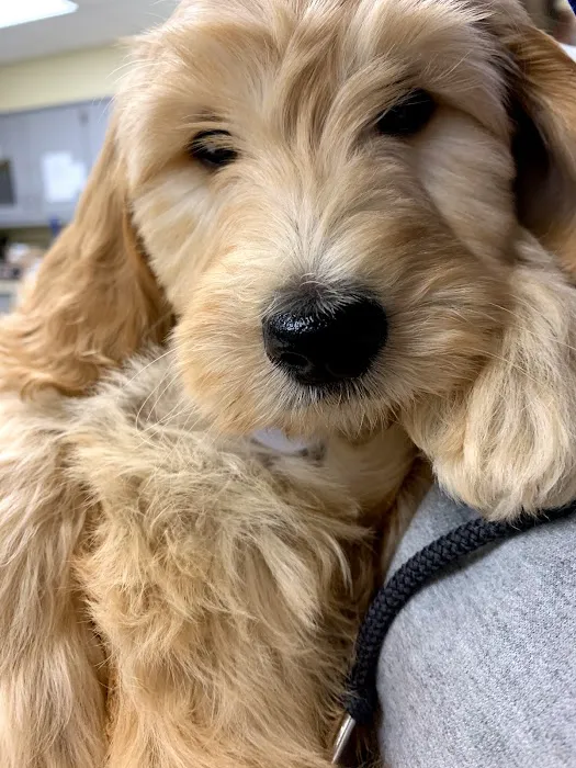 Shiloh Veterinary Hospital 12