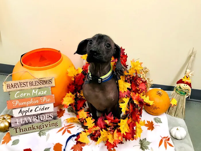 Shiloh Veterinary Hospital 12
