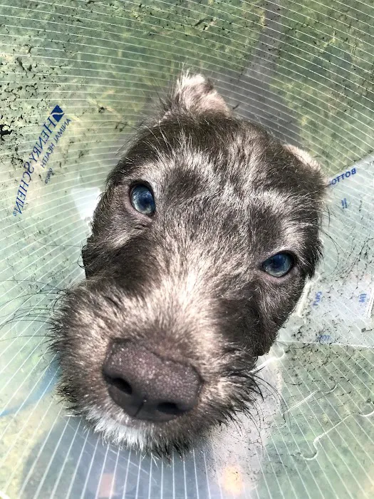 Shiloh Veterinary Hospital 12