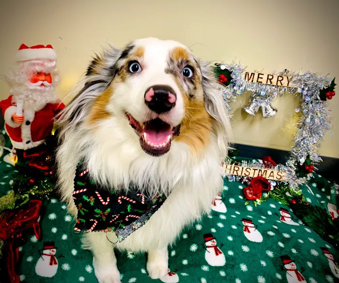 Shiloh Veterinary Hospital 12