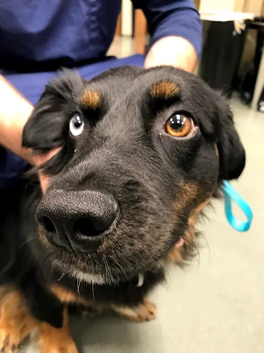 Shiloh Veterinary Hospital 12