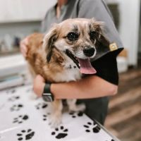 Express Vets Kennesaw ico