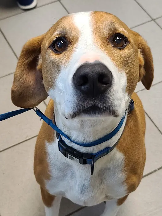Butler Creek Animal Hospital 6