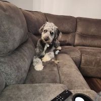 Lake City Animal Hospital ico