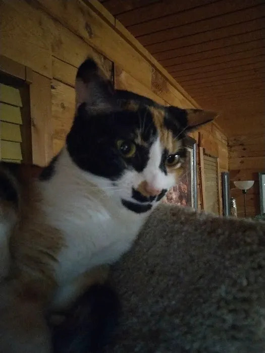 Lake City Animal Hospital 7