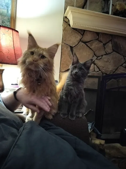 MaineCoon Pride 12