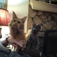 MaineCoon Pride ico