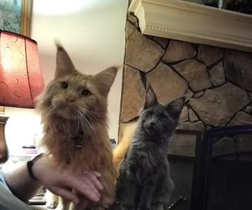 MaineCoon Pride
