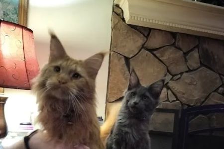 MaineCoon Pride