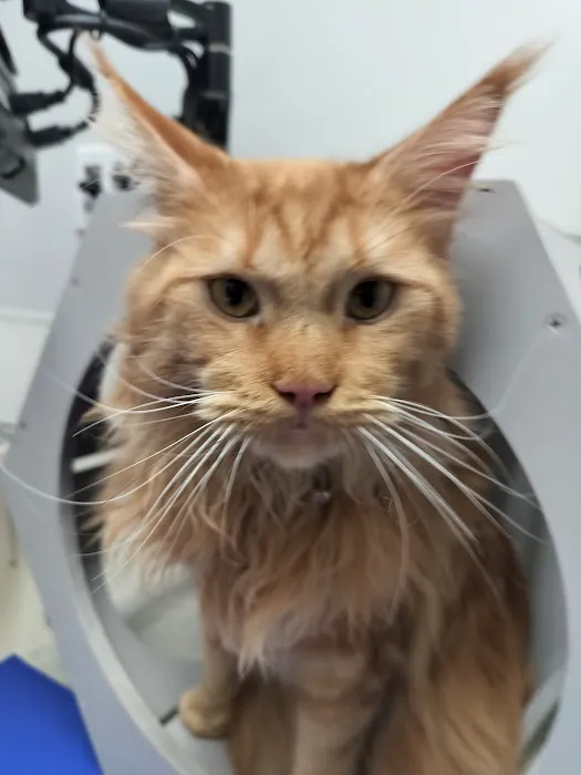 MaineCoon Pride 12