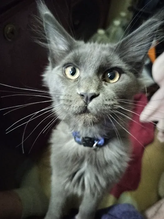 MaineCoon Pride 12