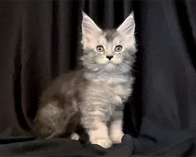 MaineCoon Pride 12